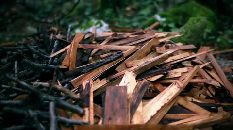 Firewood In The Woods Video stock 8978021