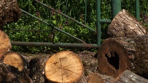 Firewood in the yard Stock Photos