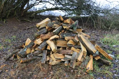Firewoods in forest 스톡 사진