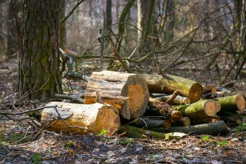 Firewoods Stock Photos