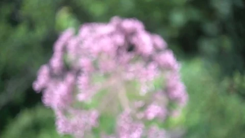 Firework flower pan handheld explosion creative pink Stock Footage