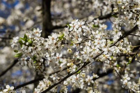 Firework of white cherry plum flowers on a background of blue sky. Foto stock