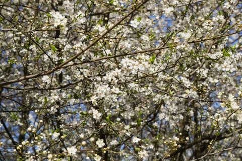 Firework of white cherry plum flowers on a background of blue sky. Stock Photos