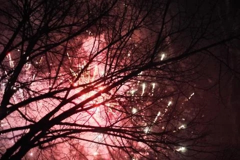 Fireworks behind a tree Stock Photos