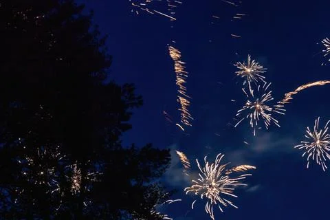 Fireworks exploding near pine tree in dark Foto stock