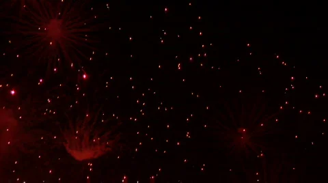 Fireworks Exploding in the Sky Stock Footage 376574