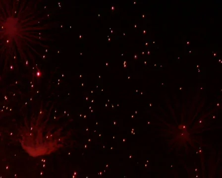 Fireworks Exploding in the Sky Stock Footage 376579