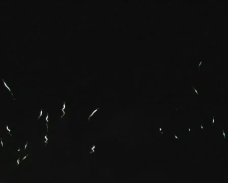 Fireworks Exploding in the Sky Stock Footage 376598