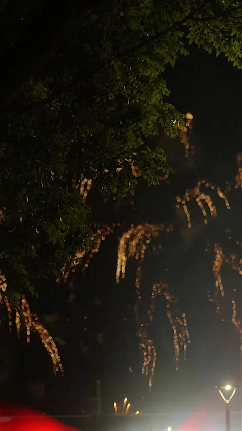 Fireworks glimpsed through trees at night Stock Footage 328018115