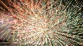 Fireworks - loop - digital display ready Video HD