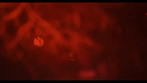 Fireworks in the night sky.Reversion.Multicolored bokeh dynamic Stock Footage 252210477