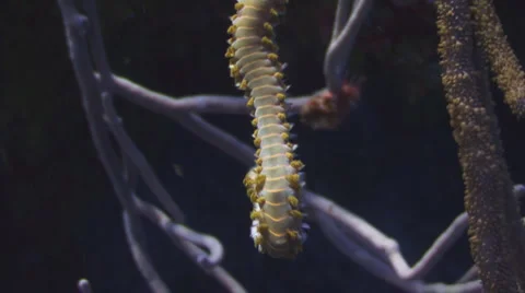 Fireworm Видео 1067786