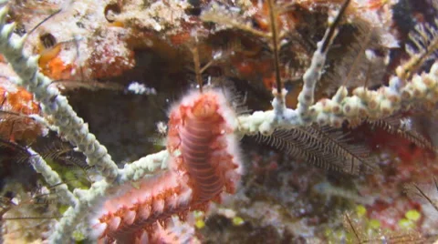 Fireworm  Vídeo Stock 1847871