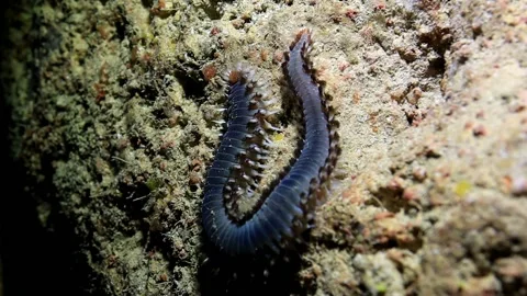 Fireworm raw video 스톡 동영상 229464818