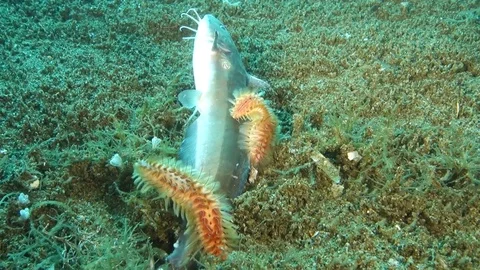 Fireworms feeding from fish cadaver Vídeo Stock 77688815