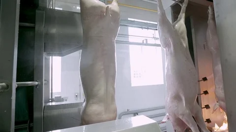 Firing Pig Carcasses Stock Footage 70988552