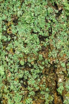 Firm green moss covers rough tree bark Stock Photos