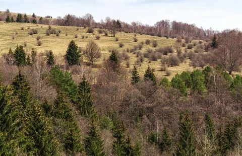 Firs and leafless trees on a high hill Stock Photos
