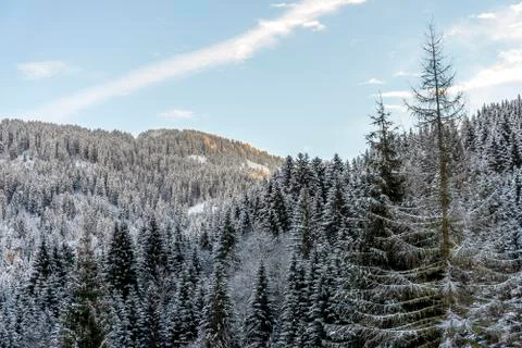 Firs forest in mountains Stock Photos
