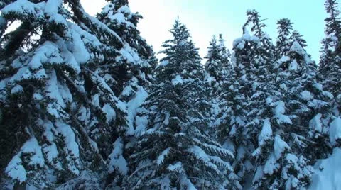 Firs with snow 1 Stock Footage 10796992