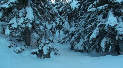Firs with snow 2 Stock Footage 10796999