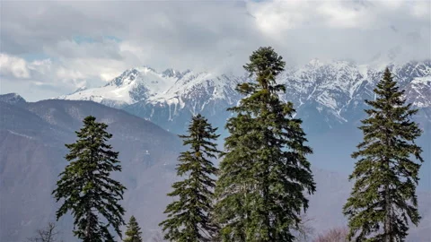 Firs trees in front of mountains and clouds. Stock Footage 172282089