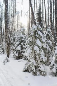 Firs under snow. Stock Photos