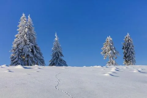 Firs in winter Stock Photos