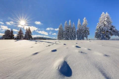 Firs in winter Stock Photos
