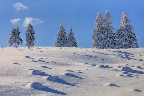 Firs in winter Stock Photos