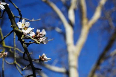 First almond blooms Stock Photos