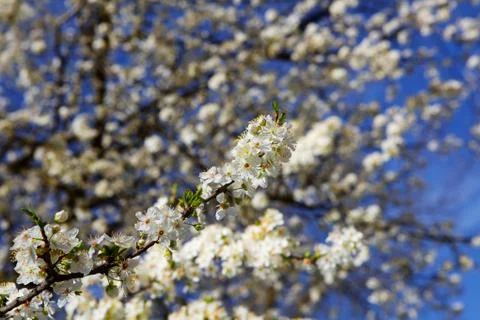 First almond blooms with tree Stock Photos