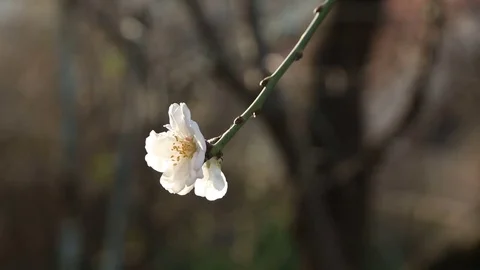 First almond flower Stock Footage 85280150