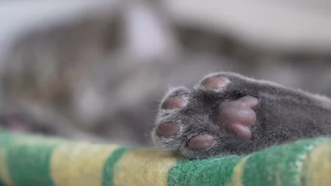 First and then second cat's paws stretching close up focus Stock Footage 108721339