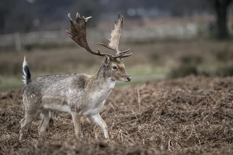 First antlers Foto stock