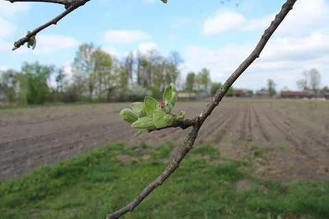 The first apple leaves in spring Stock Photos
