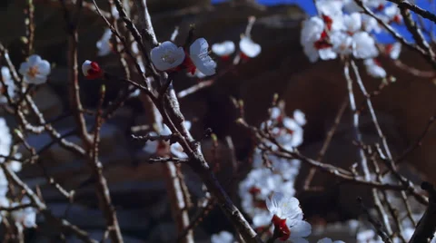 First apricot flowers in spring Video stock 37610232