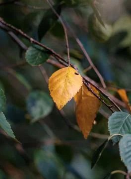 First Autumn Leaf Changing Colour Stock Photos