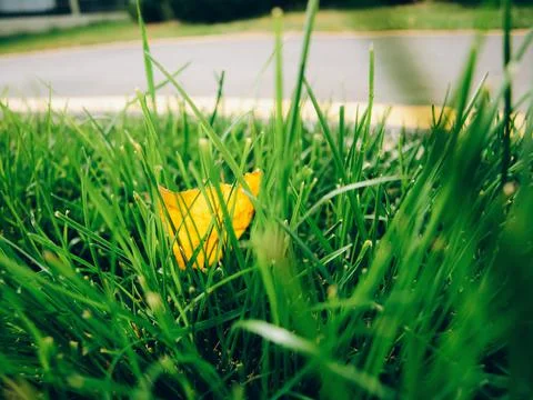 The first autumn leaf falls in the grass Stock Photos