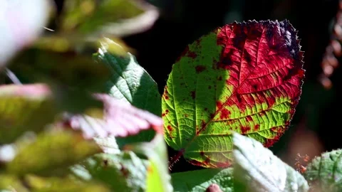 A first autumn leaf in the nature 4k 30fps video Stock-Footage 288771591