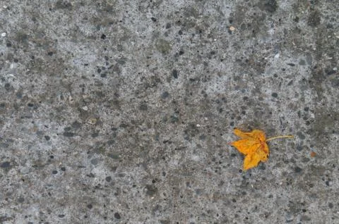 First autumn leaf Stock Photos