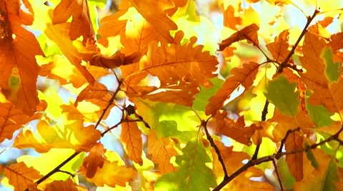 First autumn leaves Stock Footage 8688545
