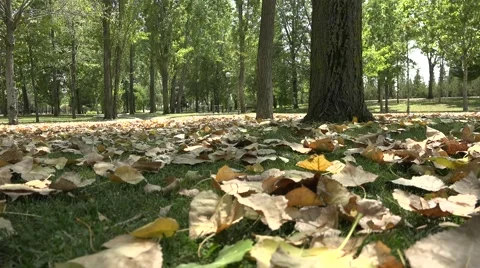 The first autumn leaves Stock Footage 54082140