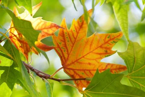 The first autumn maple leaf Stock Photos