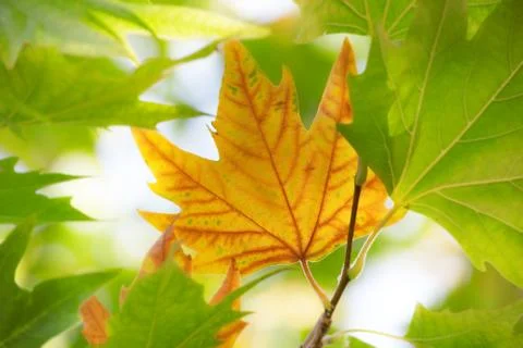 The first autumn maple leaf Stock Photos