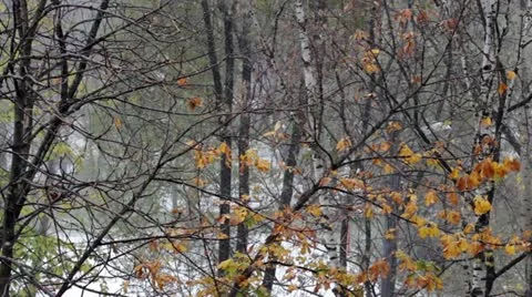 First autumn snow Stock Footage 12416151