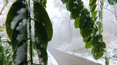 First autumn snow Stock Footage 99080856