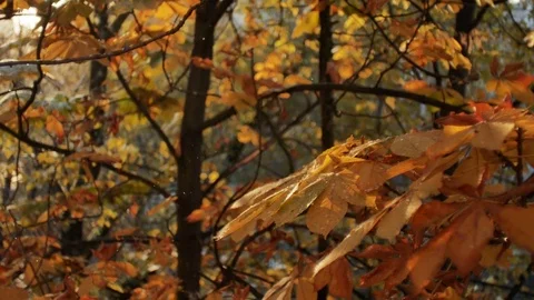 First autumn snowfall. Snow is falling on autumn golden trees and sparkle in sun Vídeo Stock 82750981