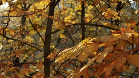 First autumn snowfall. Snow is falling on autumn golden trees and sparkle in sun Vídeos de archivo 82751313
