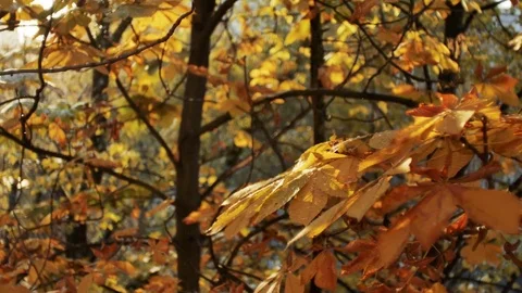 First autumn snowfall. Snow is falling on autumn golden trees and sparkle in sun Vídeos de archivo 82751577